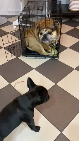 Just a bit to small! #bulldog #dog #funny #viral #dogsoftiktok 