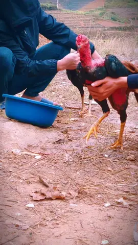 ae ngắm vui #gà_chọi_việt_nam 