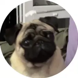 мопсик и пикми палка #мопс #мило 