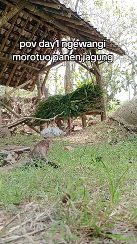 rodok doyong 🗿#fyp #fypage 