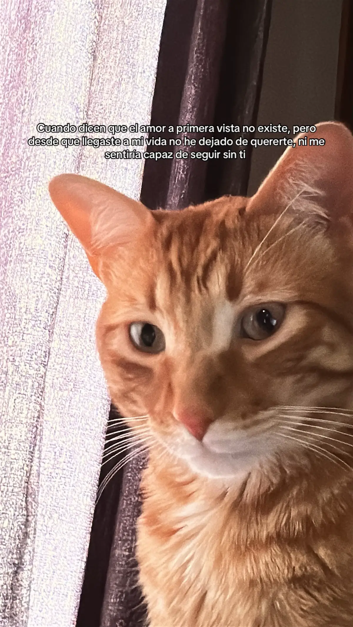 #cat #Love #kitty #fyp #viral 