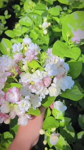 Tui thấy hoa nhài làm hoa cưới vừa xinh vừa thơm ? Bà nào cưới đi tui tặng nha ! 