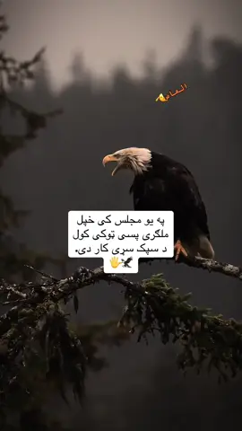 ریفوسټ🥱#پشتون_تاجیک_هزاره_ازبک_زنده_باد🇦🇫 #افغانستان #foryoupage❤️❤️ #videoviral #reality 