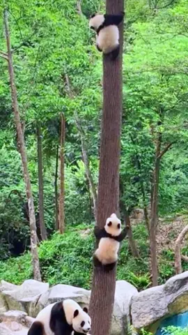 木に登る幸せそうなパンダ#パンダ 