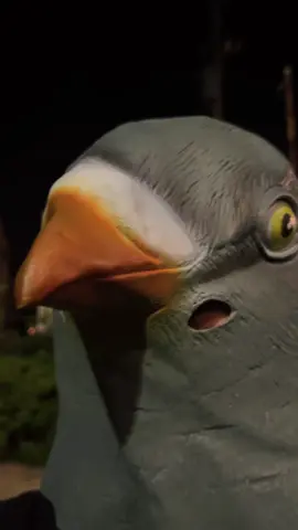 jumpstyleを習得した🐦 He finally mastered jumpstyle.#jumpstyle #pigeon 