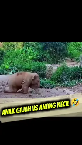 Anak gajah ini dikejar-kejar anjing, tapi dia nggak mau kalah! 🐘🐶 Kadang lari, kadang balik lagi ngusir pakai belalainya. Lucu banget liat momen mereka ini 😍