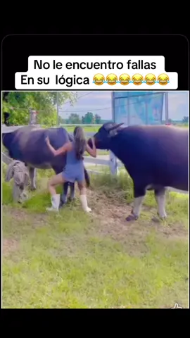 #noleencuentrofallaasulogica😂😂 #risas #vacas #toro #ganderia 