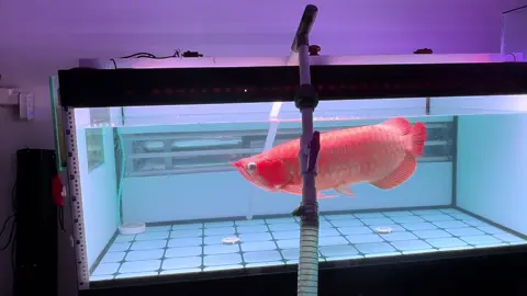 *بِسْــــــــــــــمِ اللهِ الرَّحْمَنِ الرَّحِيْـــــم*  #54Cm🔥🔥🔥 Arwana Super Red Form Indonesia 🇮🇩#arwanasuperredmurah #arwanajakarta #arwanaindonesia #arwanaclubindonesia                      