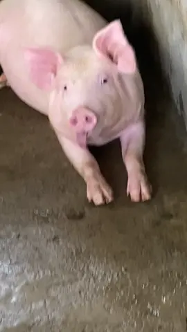 HAHAHAHAHAHAHA#fyppppppppppppppppppppppp #piggerybusiness #tiktok 
