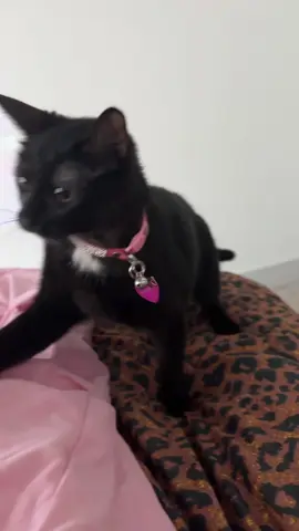 #cat #catonaleash #catsoftiktok 