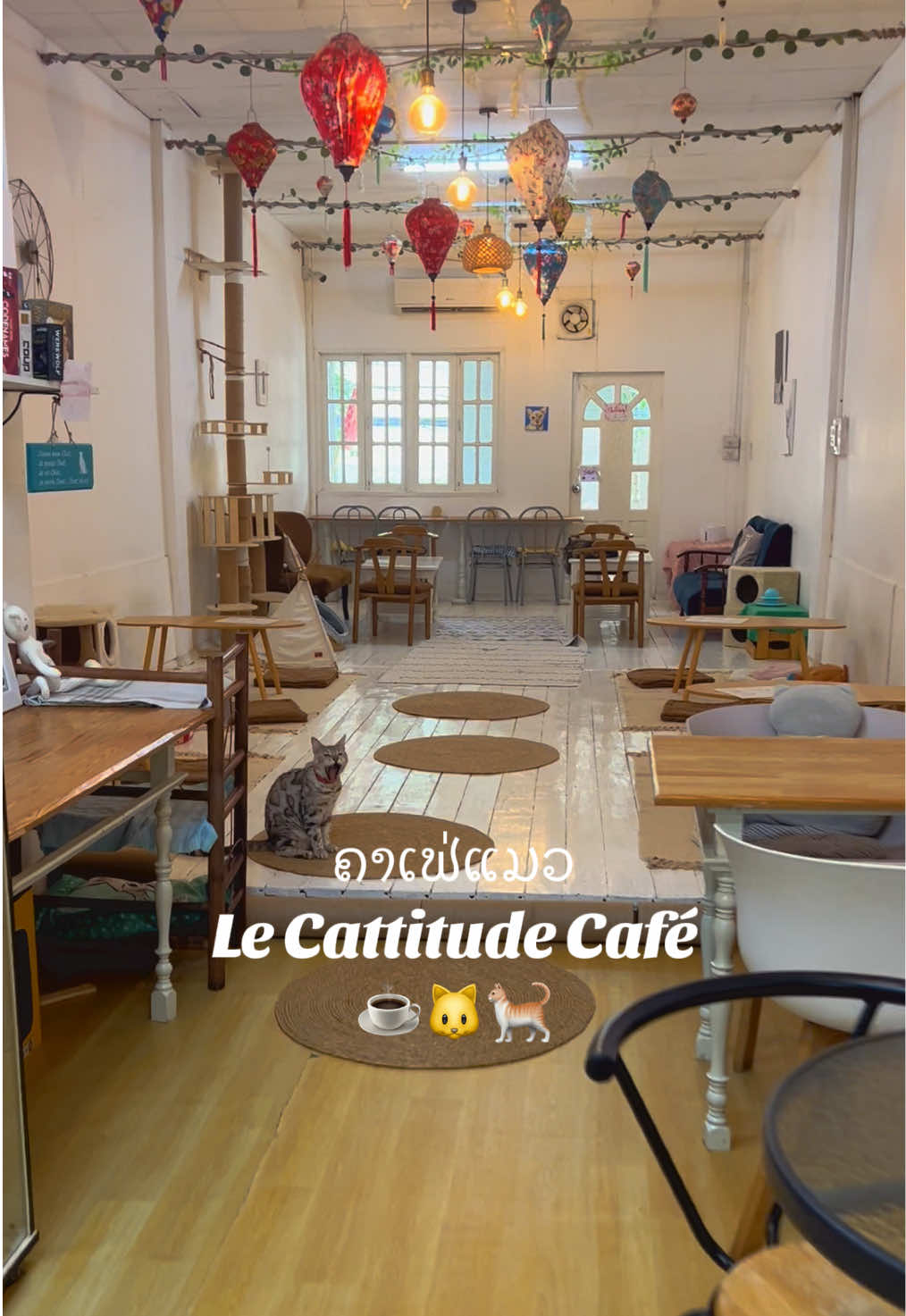 ຄາເຟ່ແມວເປີດທຸກມື້ເດີ້ 🐱☕️🥐  ມາຫານ້ອງໄດ້ທຸກມື້ເລີຍ~ຮ້ານເປີດທຸກມື້ ເປີດ  🛎️9:00ເຊົ້າ-ປິດ18:00ເເລງນ່າ🕰️  📍ຮ້ານຕັ້ງຢູ່ເທິງຊັ້ນ2ຂອງຮ້ານປຶ້ມສຸຈິປຸລິ🤗 .🐱 .☕ #lecattitudecafè #catsloversday #cafeinlaos #catcafe #vientiane 