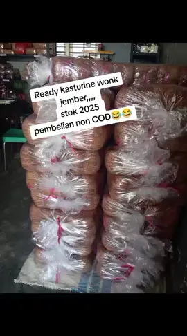 Kasturine wonk jember ready dengan stok terbaru 2025,,,,,CURAH NONGKO #tembakautemanggung #tingwenusantara #viraltiktok #mbakonyonya 