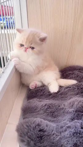 Cute kitty wants to go out and play. #cat #pet #kitten 