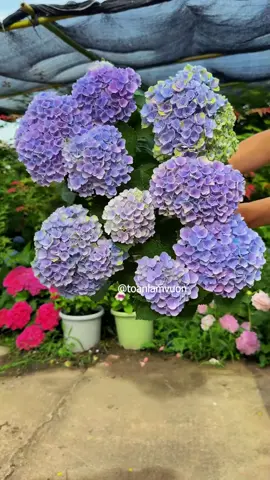 Bắt đầu từ những thứ nhỏ nhất #lamvuon #trongcay #xuhuong #camtucau #flowers 