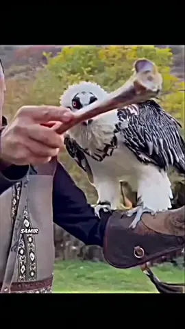 #vida#aves#contenido #Pigargooriental#viral
