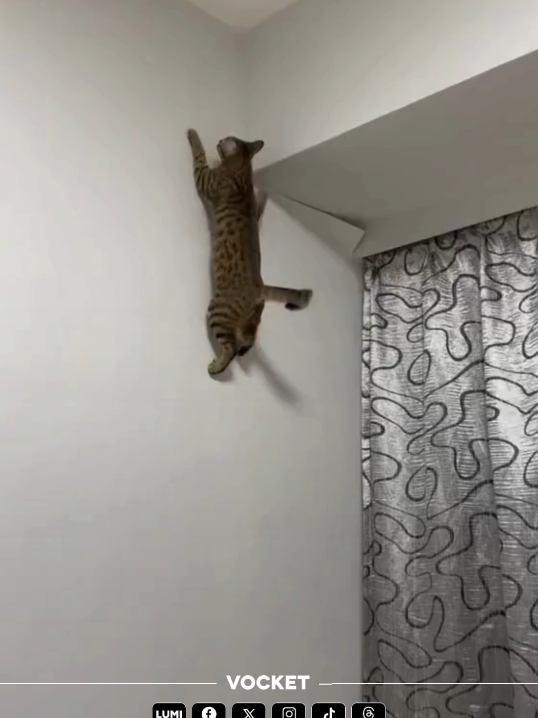 Dia ni Kucing atau Spidercing? #kucinglucu #viral #fyp