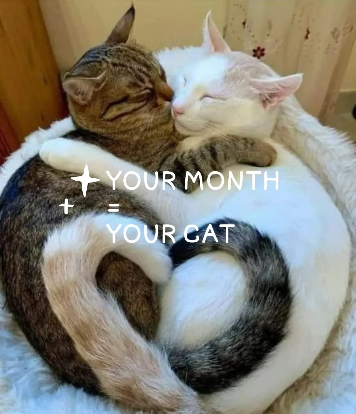 What cat did you get?👀🐈 #fyp #foryou #cat #kitten #yourmonth #month #2025 #fentysuperbrandday #LanguageLearning #viral #share #comment #like #repost #pet #cute 