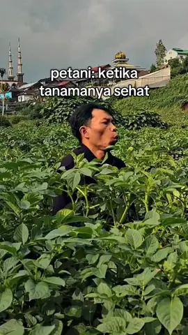 suka duka jadi petani. . . #petani #petaniindonesia🇮🇩🇮🇩🇮🇩🌿🌿 #petanimuda #petanikentang #lmk 