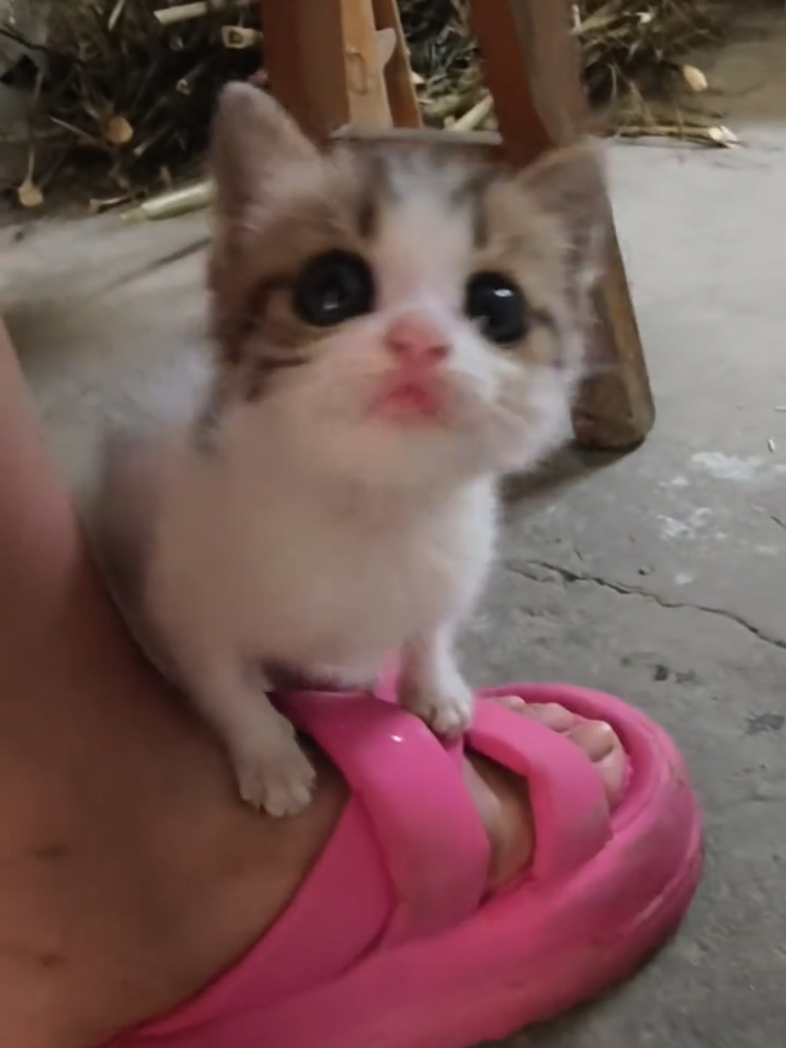 #catsoftiktok #kitty #cute #cat 