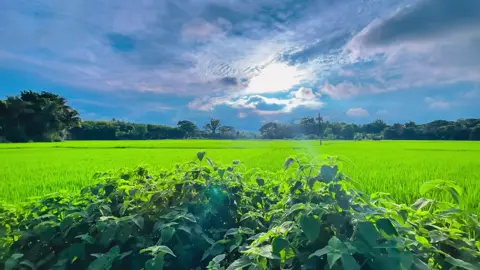 ছোট ছোট মুহূর্তগুলো উপভোগ করছি। 🍃#প্রকৃতি #viral_video_tiktok #anfeezemyaccont #foryoupageofficiall #sky @💫 ই ম রা ন 💥 