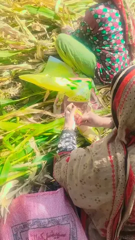 میرے کشمیر کے رنگ #fyp #foryoupage #trending #viralvideo #CapCut 
