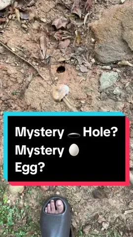 I just found a mystery hole in my backyard with a cracked egg inside. 🥚 Something hatched… but there’s no sign of what came out. Should I investigate further or leave it alone? 👀 #mysteryegg #backyardfind