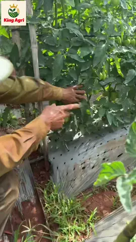 Thăm vườn bác khách ruột sau 20 ngày mưa gió . cà chua nay giá 21 rồi #49lamdong #tậpxaykenh #viraltiktok #càchua #làmvuon 