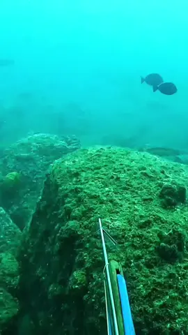 #spearfishing #spear #fish #diving #freediving 