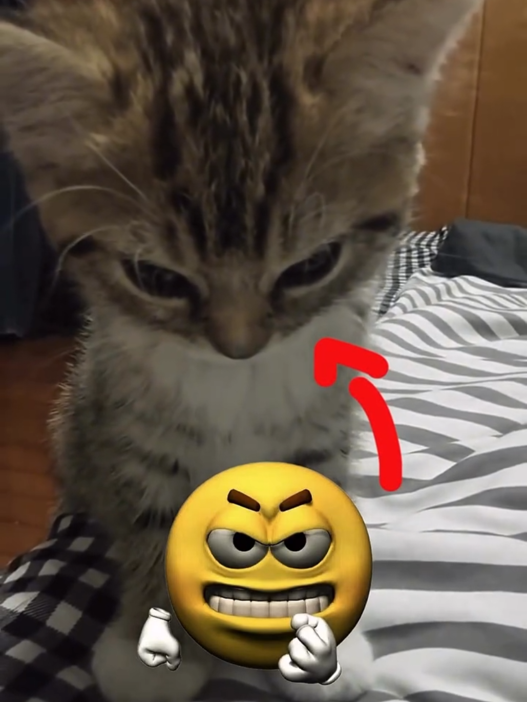 #cat #cats #catsoftiktok #fyp #foryoupage #catlover #fypviralシ #fyppppppppppppppppppppppp #foryourpage #viral #blowthisup 