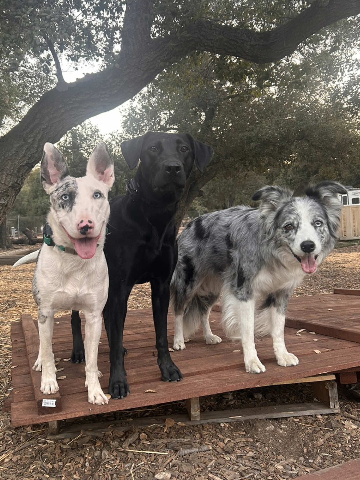 I am so grateful for the people and animals the universe puts on my path. 🙏🖤 #horse #horsebackriding #traildog #horsesoftiktok #horseback 