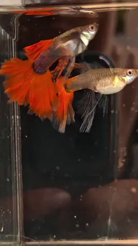one off my favorite strain😍 Dombu redtail swallow ribbon.. #guppyfish #guppybreeder #guppymalaysia #guppylover #fyp 