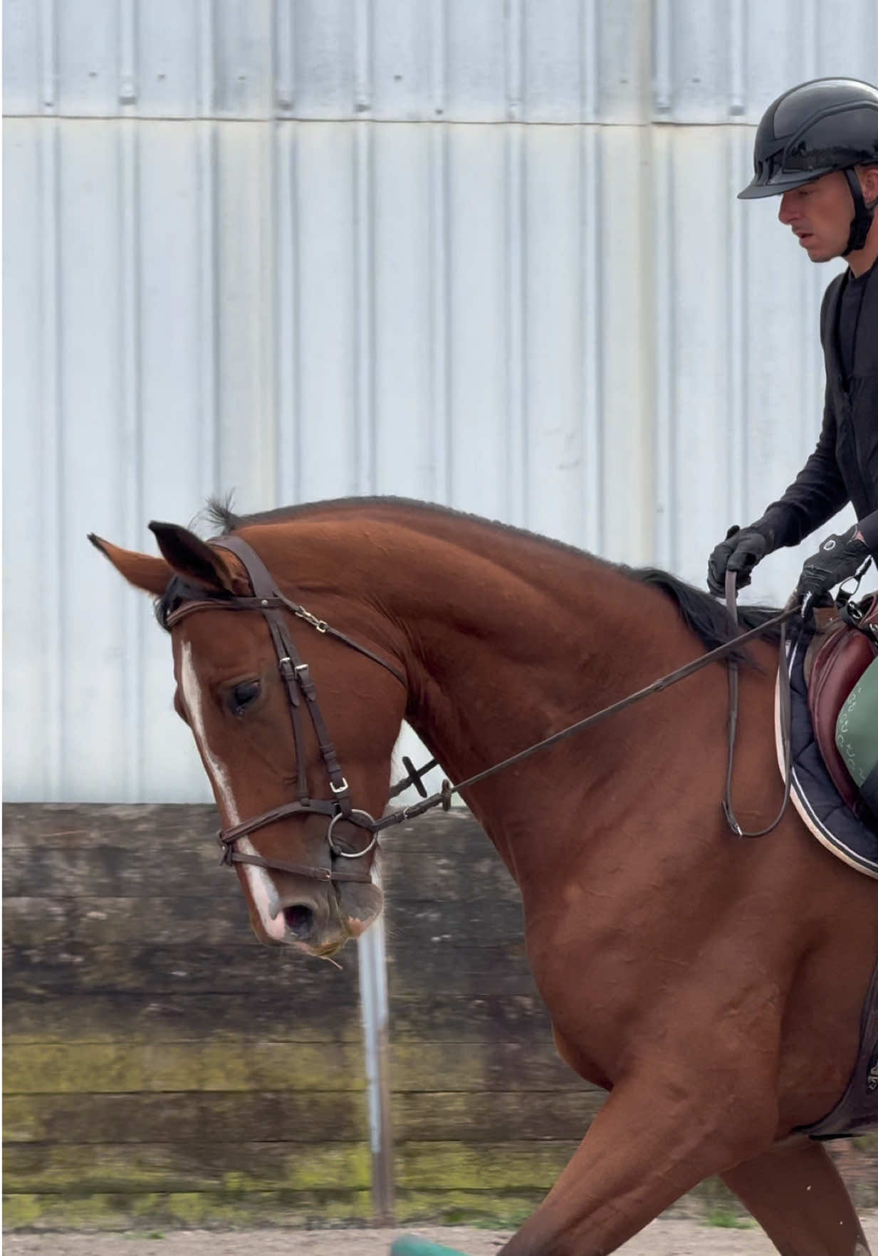 🌟 Une nouvelle recrue ! Bienvenue à Jetset des Cyclades, superbe jument de 6 ans par Espoir des Cyclades 🧬 L’Arc de Triomphe. Elle m’est confiée pour de la valorisation et je suis très heureux de l’accueillir dans mon piquet pour cette saison. Hâte de débuter le travail et de partager cette belle aventure avec elle 🐴✨ WELCOME TO THE STABLE ! 🏡 Un grand merci à sa propriétaire pour sa confiance 🙏🏻 #pourtoi #foryou #fyp #viral #horse 