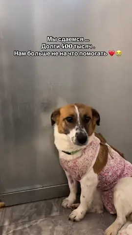 Реквизиты: По номер телефона: 89957889831 ( Тинькофф, отп )400 тысяч долгов 💔 И это только в одной клинике !! Еще 93 тысячи в зоогостинице за собак . А еще корм в зоомагазине больше чем на 50 тысяч 😭 Я правда как будто сдаюсь ,руки опускаются ! Сейчас мы ловим кошек на стерилизацию ,даже находясь у такой ж*пе мы стараемся сократить количество см*ртников на улице!!! Но мы не будем кураторами и скорее всего после отлова и стерилизации вернем их туда же ,на улицу , потому что уже нет ресурсов,никаких,правда …. Умоляю вас ,не дайте сдаться ,я просто боюсь выгореть из за долгов ! Все сейчас упирается в деньги и это давит на нас очень сильно 😭 И ведь не бывает маленькой помощи ! Даже 10,20,50 рублей -огромная помощь !!! #собаки #кошки #рек #вэтотдень #рекомендации #москва #жизнь 