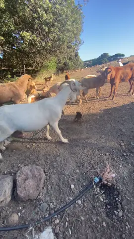 Ho capito che con le capre non si scherza🥲🐶♥️ #dog #cuccioli #pinscher #caniditiktok #fyp 