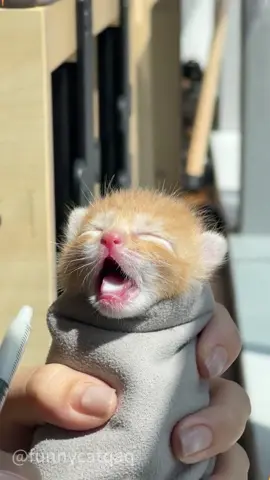 Kitten + Milk = Pure Cuteness!#cat #catsoftiktok #catlover #funny #funnyvideos 