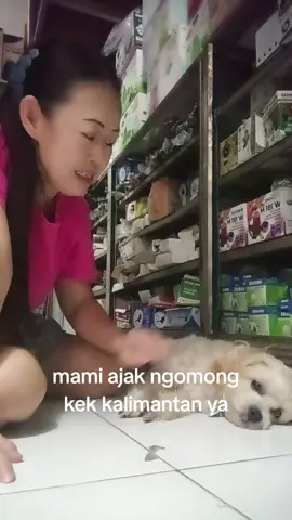 jiji kek paham  #anjingpintar  #vidreokocak 