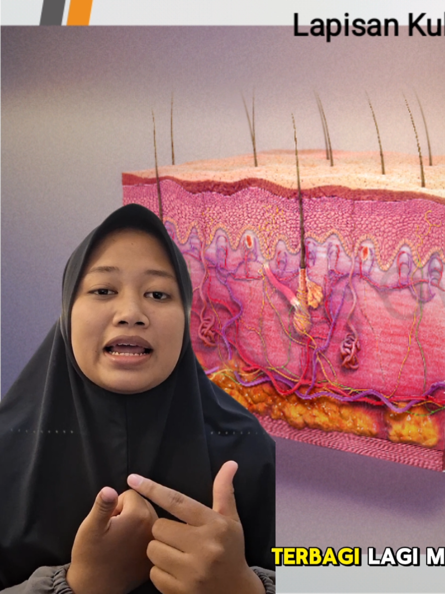 ✨ Sistem Integumen ✨ Tahukah kamu? Sistem integumen itu sebenarnya adalah kulit, rambut, kuku, dan kelenjar di tubuh kita. 👉 Kulit adalah organ terbesar manusia, fungsinya luar biasa: Melindungi tubuh dari kuman & cedera Mengatur suhu tubuh Menjaga kadar cairan supaya tidak cepat hilang Jadi indera peraba (karena ada banyak reseptor saraf) Kulit juga punya 3 lapisan utama: 1. Epidermis – lapisan luar, jadi pelindung utama 2. Dermis – berisi saraf, pembuluh darah, dan kelenjar 3. Hipodermis – lapisan lemak, sebagai bantalan & penyimpan energi Jadi, jangan sepelekan kulit ya, karena sistem integumen ini adalah “tameng” pertama tubuh kita 💪✨ #edukasikesehatan #sistmeintegumen 