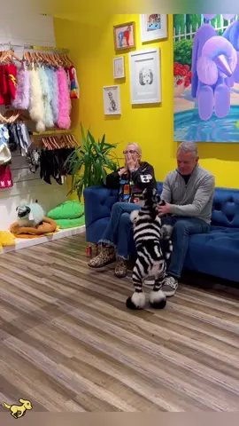 Change your dog’s coat color #funnydog #fypシ #foryou #usa #viral 