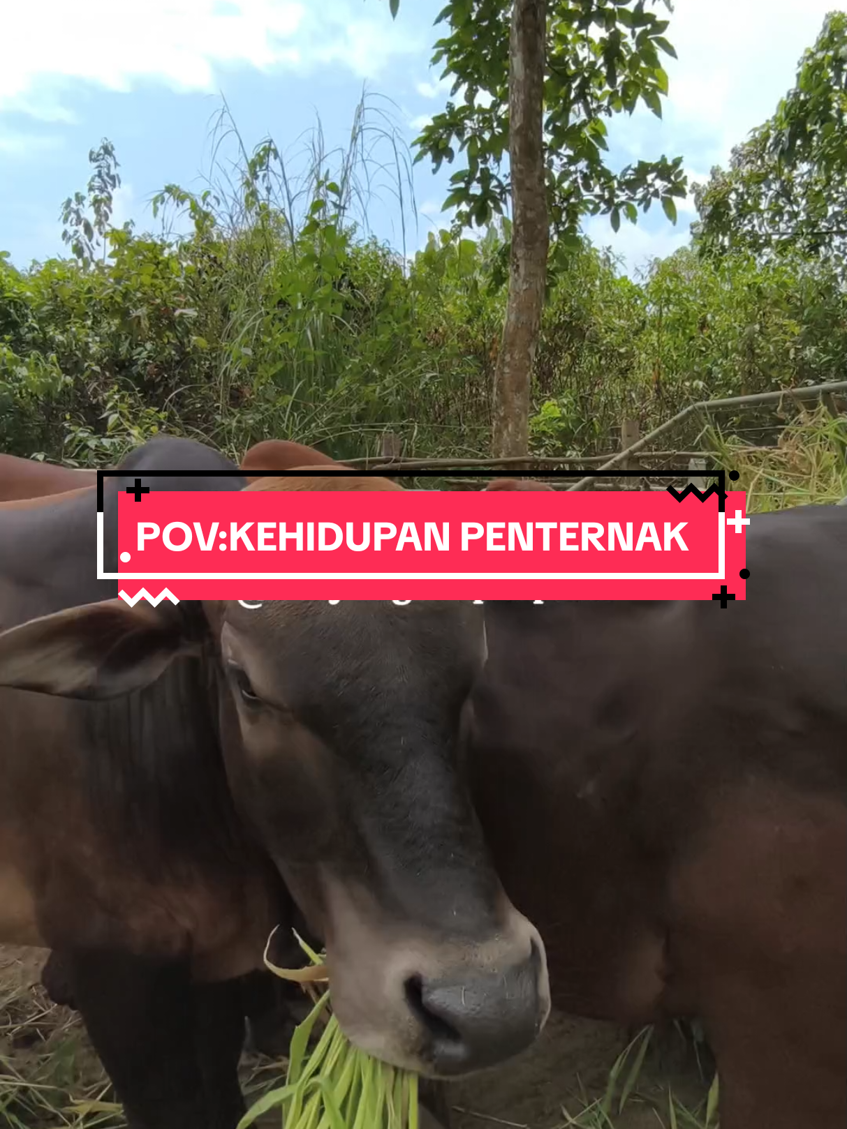 Alhamdulilah saya tanam #supergrassruzi tanam sekali tuai berkali kali Jom sama sama kita jimatkan kos makanan dengan Wajib penternak TANAM SUPERGRASS RUZI. Ternakan pun suka. #penternakmuda #balyangroupcapital #balyancattlefarm #benihrumputruzi  @balyangroupcapital2 @balyangroupcapital3 