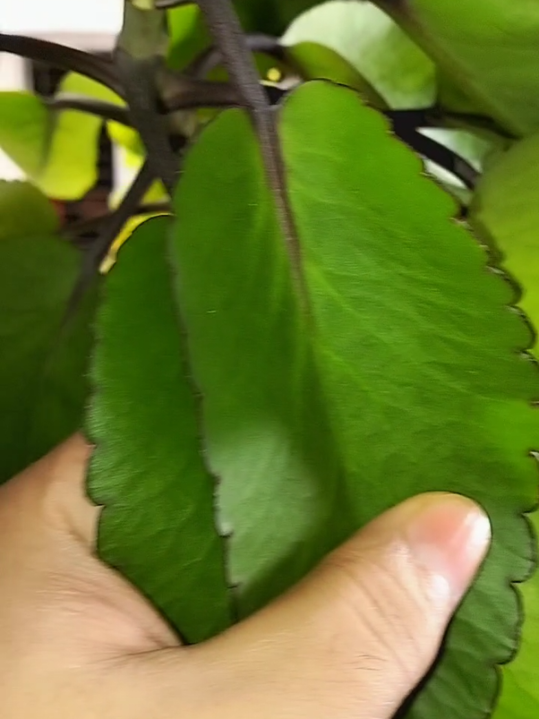 #foryoupage 😱😱