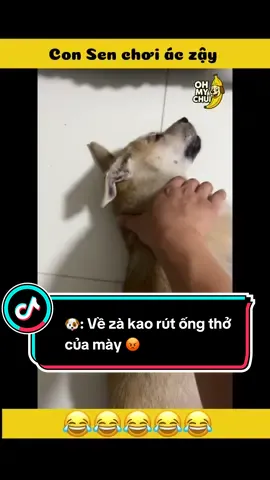 🐶: Về zà kao rút ống thở của mày 😡#tiktok #trending 