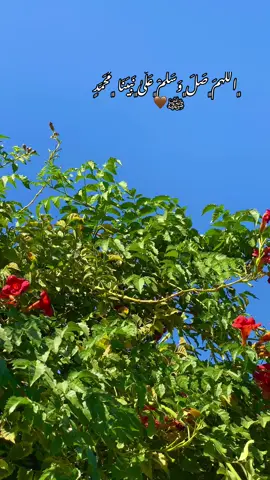 ﮼اللَهمَ﮼صَلَ﮼وَسَلَمْ﮼عَلَىٰ﮼نَبِيَنَا ﮼مُحَمَدٍ ﷺ🤎#سلاوات_لە_سەر_گیان_پێغمبەر_د_خ🤲📿 