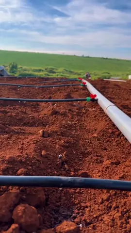 Dây tưới nhỏ giọt rất phù hợp cho cây trồng theo hàng và tiết kiệm nước#tuoitudong #bimiagri #viralvideo #tiktok 