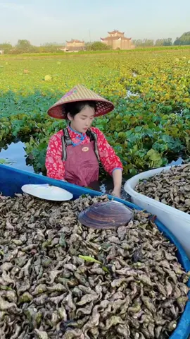 Video quay lại cảnh một người phụ nữ đang thu hoạch củ ấu trên một cánh đồng ngập nước. Cánh đồng trồng ấu rất rộng lớn, củ ấu có hình dạng độc đáo, và người phụ nữ nở nụ cười tươi tắn khi cầm sản phẩm trên tay. Video mang lại cảm giác thư thái, yên bình và gần gũi với thiên nhiên. #foryou #fyp #foryoupage #viral #trending 