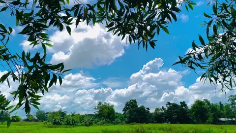 😌🤍🌸 . . . #explore #foryou #nature  #tiktok #reels 