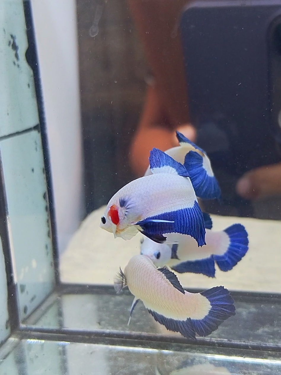 COUPLE FISH 🤍💙🤍💙 #bettafish #ikancupang #cupanghias #bluerim #fyp 