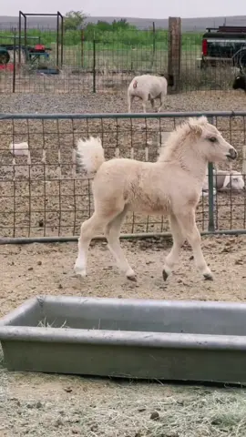 Funny little pony ☺️ #horse #pony #littlepony #minihorse #babyhorse 