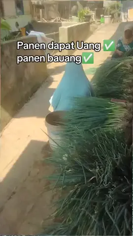 Alhamdulilah tidak sia-sia hasil perjuangan. panen juga nih bawang daun 