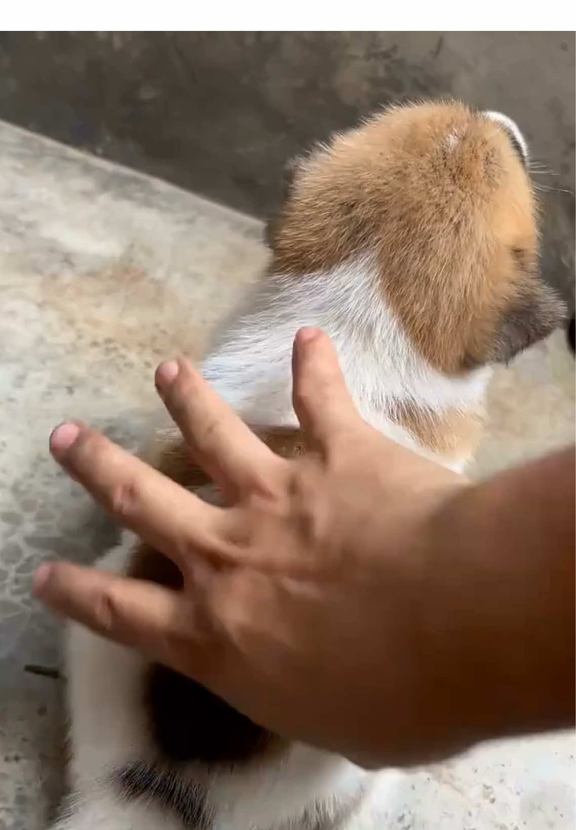 #dog #puppy #cute #pet #funny 