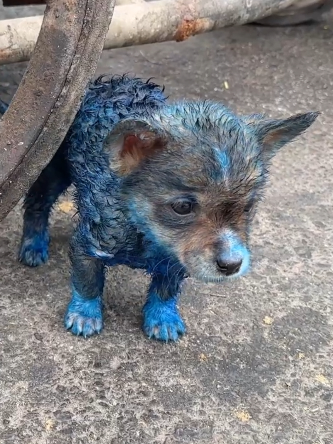 The poor dog was wandering the streets looking for food. I passed by and couldn't leave it alone. I brought it home and took care of it.#rescue #rescueanimals #rescuepuppy #fyp #animals #puppy